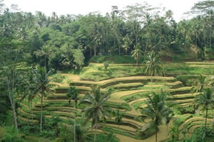Rice Terraces